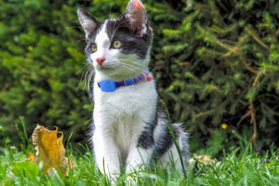 pet clinic Norfolk, VA