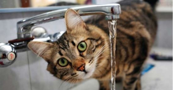 Animal Hospital Gresham OR