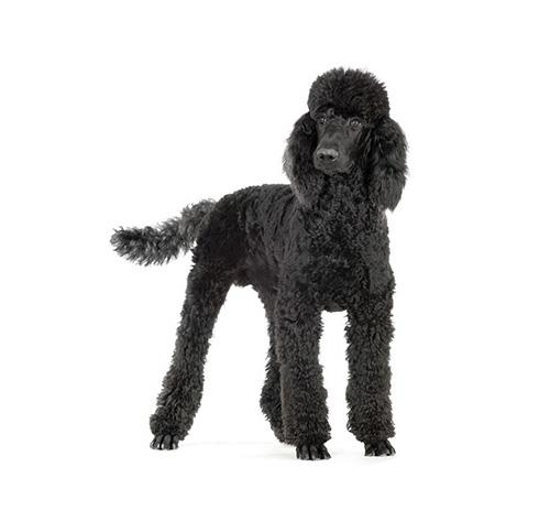 animal hospital Bend OR animal hospital Bend OR