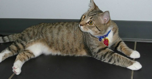 pet clinic Seven Oaks, TX