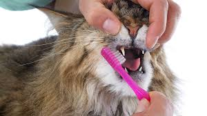 veterinary clinic Santa Rosa, CA veterinary clinic Santa Rosa, CA