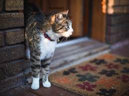 veterinarians Cameron Park, CA