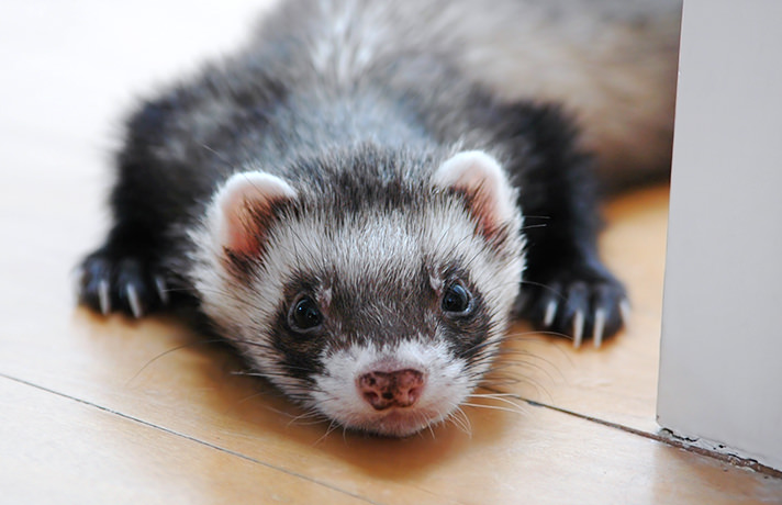  veterinarian Somerville, MA