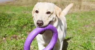 pet clinic Roanoke, VA