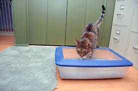 animal hospital Marietta GA animal hospital Marietta GA