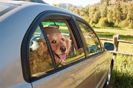 vet clinic Santa Rosa, CA