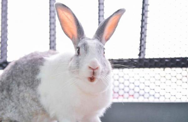  pet clinic Dallas GA