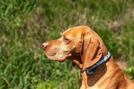 veterinarians London ON