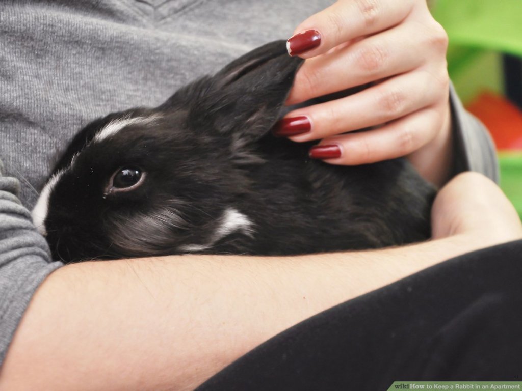 veterinarians Michigan City IN