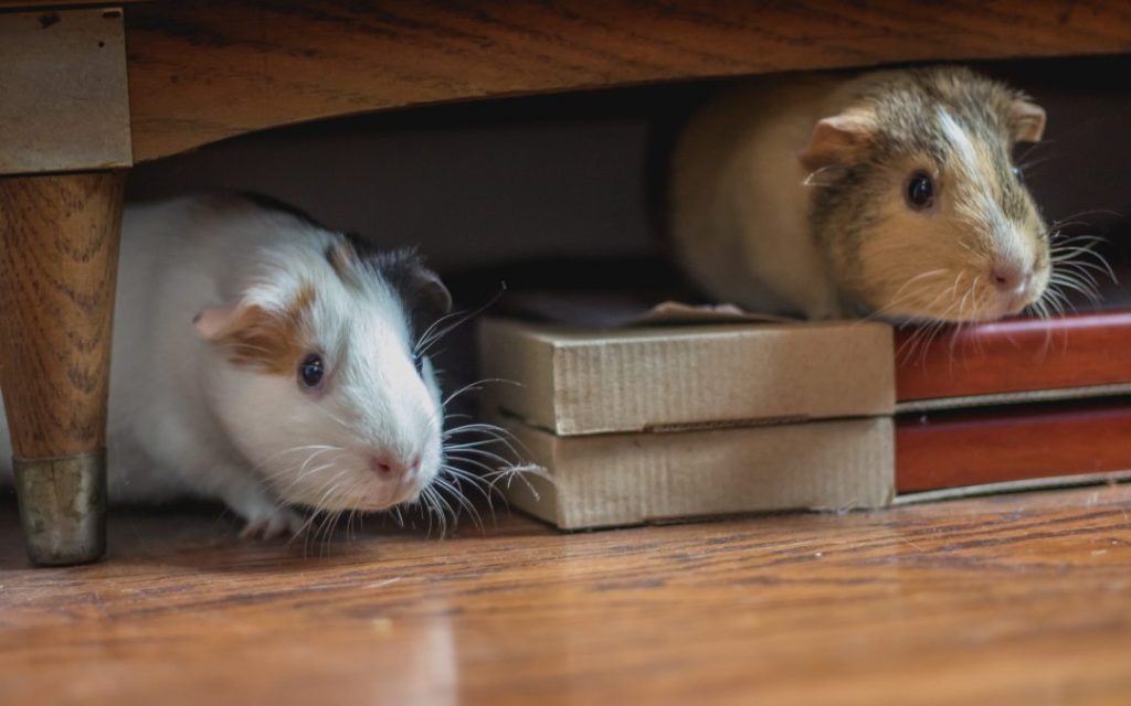 veterinarian Mesa, AZ veterinarian Mesa, AZ