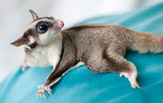 vet Pasadena MD vet Pasadena MD