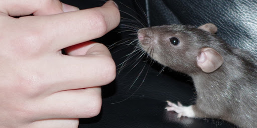 veterinary clinic Lawrenceville, GA