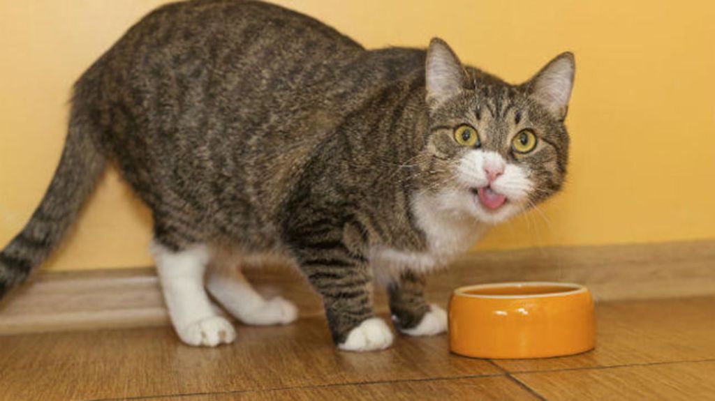 vet clinic Norwalk CA