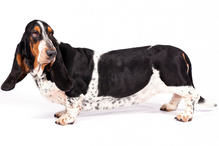 pet clinic Middletown, DE pet clinic Middletown, DE