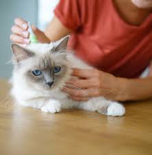 pet clinic Cy-Fair pet clinic Cy-Fair