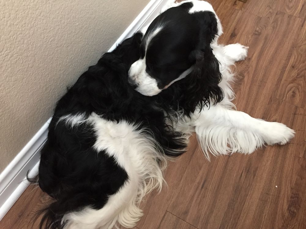 veterinarians North Dallas TX veterinarians North Dallas TX