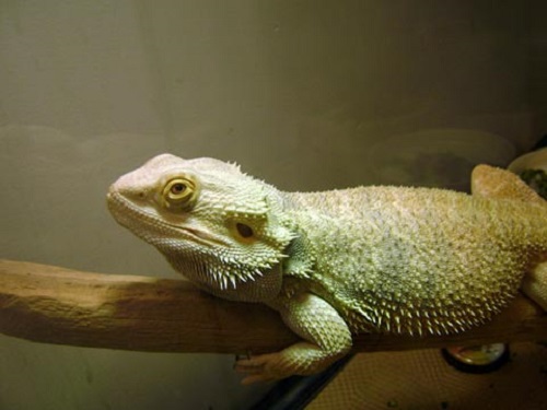 veterinary clinic Louisville CO