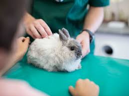 pet clinic Bourne MA pet clinic Bourne MA