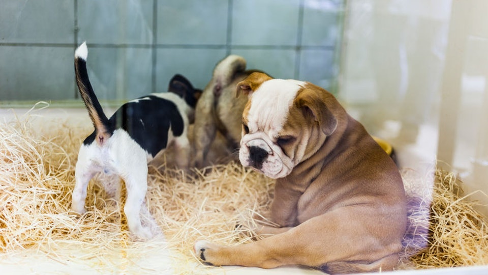 animal hospital Savannah GA