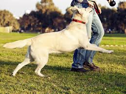 animal hospital Fort Myers FL