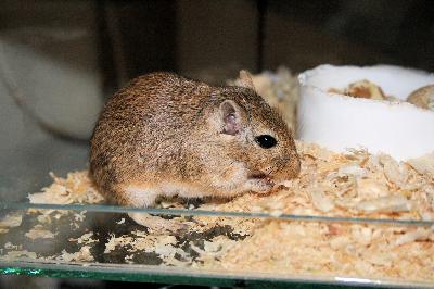 veterinary clinic Tampa FL veterinary clinic Tampa FL