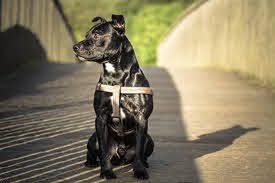 veterinary clinic Anderson, IN veterinary clinic Anderson, IN