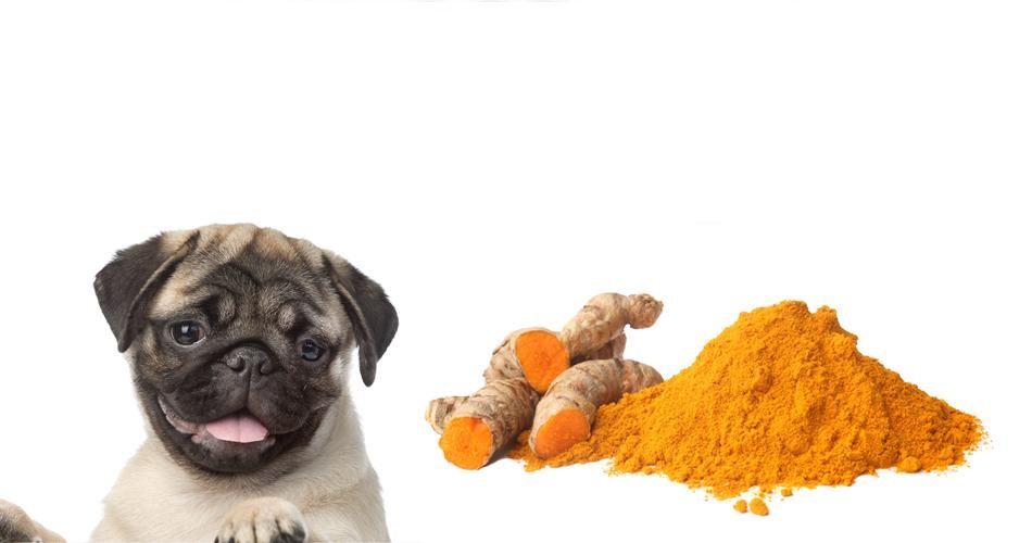 vets Rockville MD vets Rockville MD