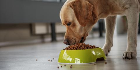 veterinarians Dutchess County NY