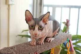 animal hospital Burlington ON