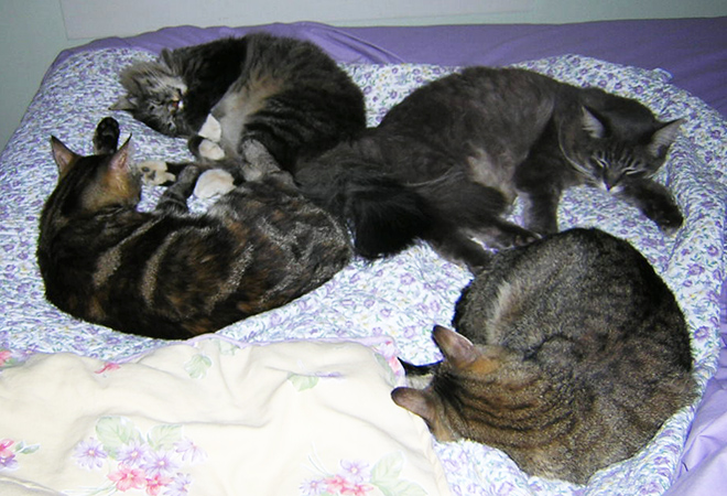 animal hospital Dallas GA