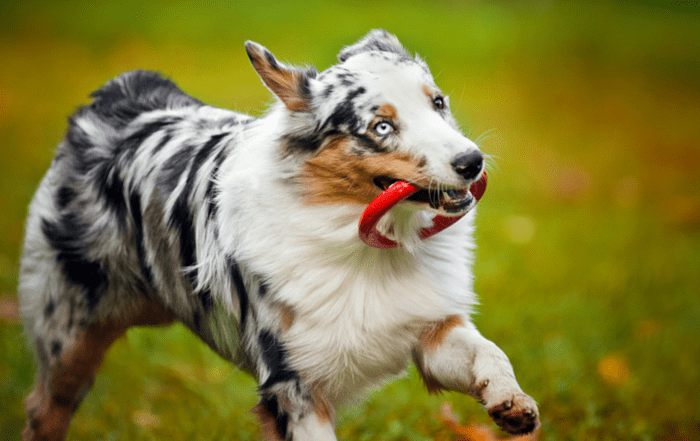 pet clinic Dutchess County NY