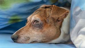 vet clinic Glen Ellyn IL