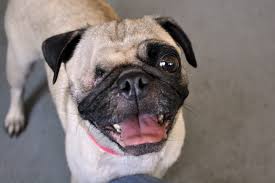 pet clinic Shreveport, LA