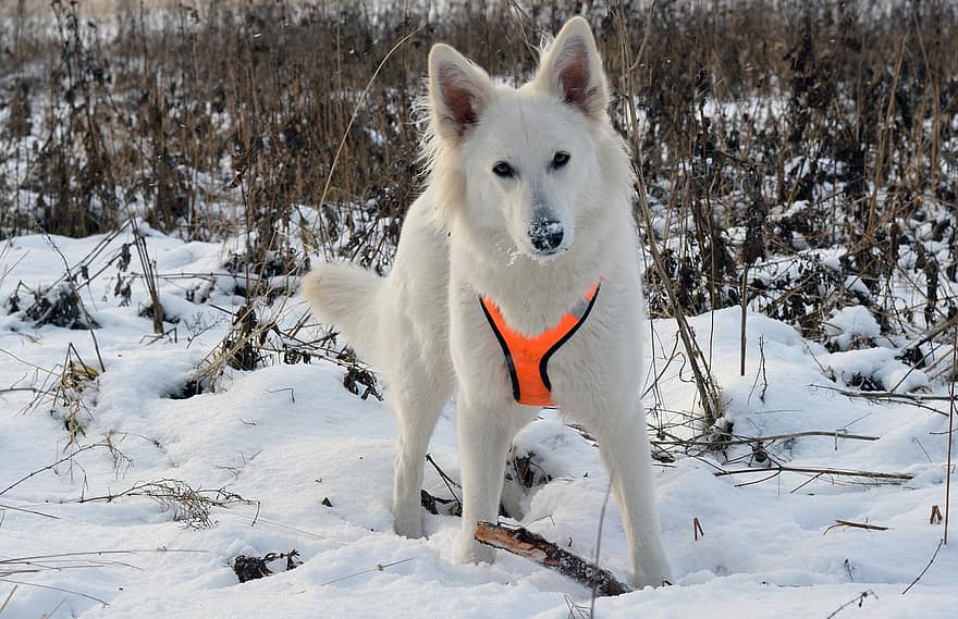 veterinary clinic Chesapeake VA