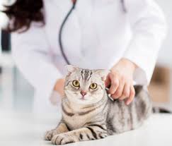 veterinarians Dutchess County NY