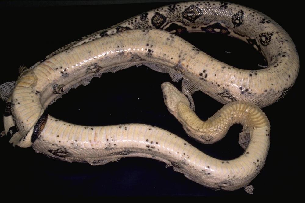 veterinary clinic Crown Point IN