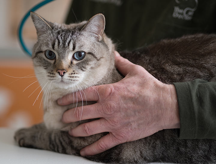 veterinary clinic Westminster MD