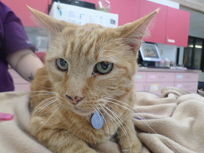 pet clinic Burlington ON