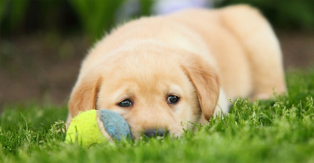 animal hospital Seminole FL