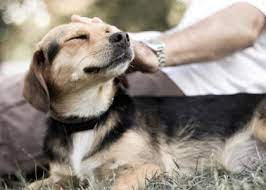 veterinarian Galloway OH