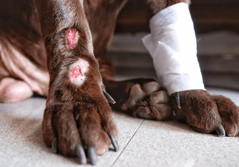 veterinarian Cornelius NC