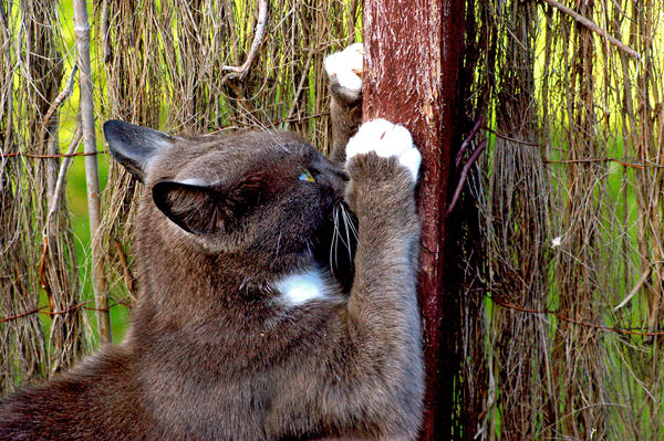 veterinarian Folsom CA