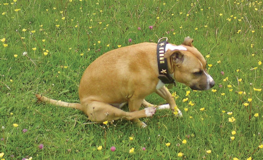 veterinary clinic Dallas GA