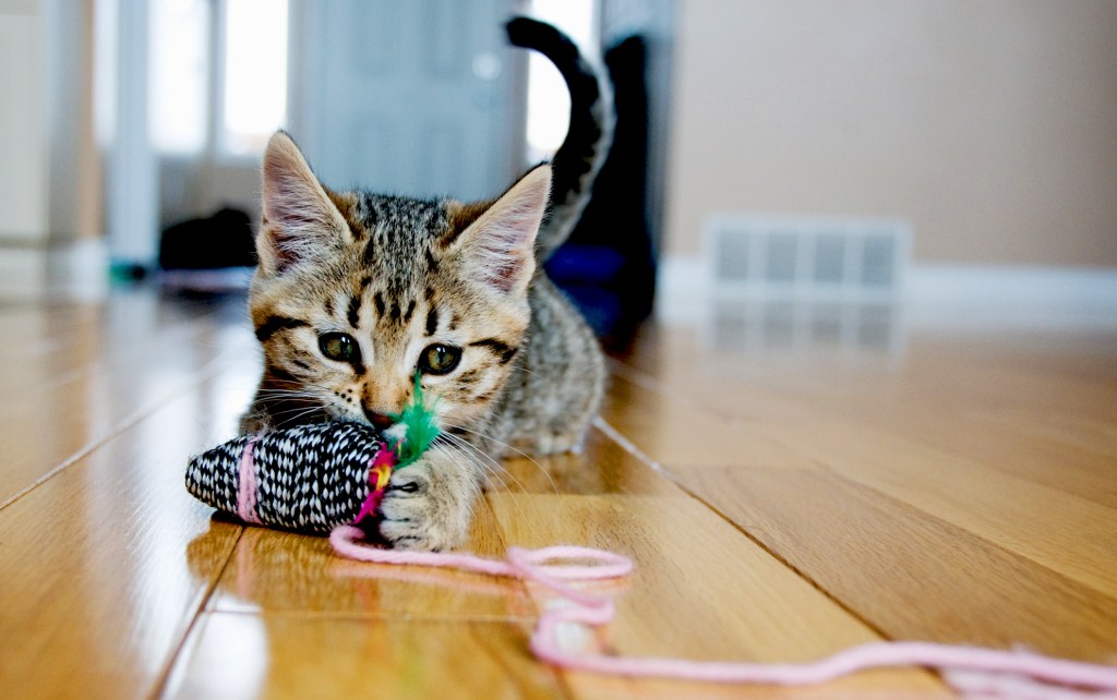 veterinarians Tipp City OH