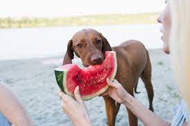 vet clinic Norwalk CA