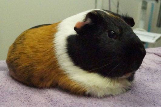 pet clinic Cherry Hill NJ