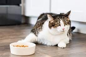 veterinarian North Dallas TX