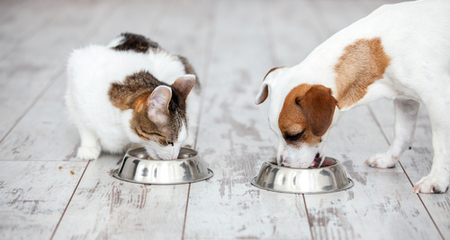 veterinarian Coral Springs, FL