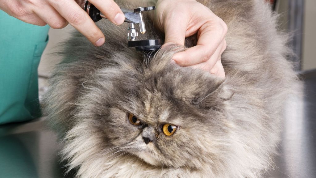 vet clinic Anderson IN