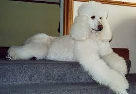 veterinarian Columbia MD